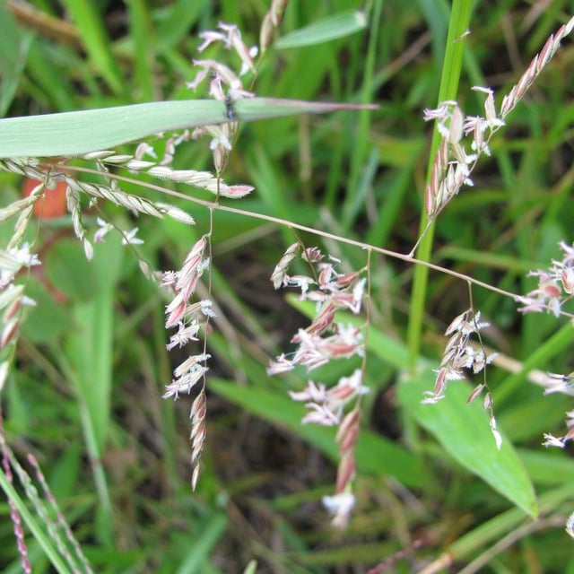 Leersia hexandra — flower
