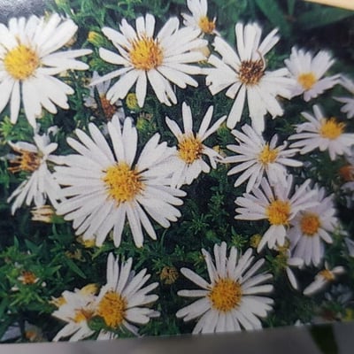 Symphyotrichum dumosum — flower