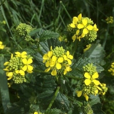 Sinapis arvensis — flower