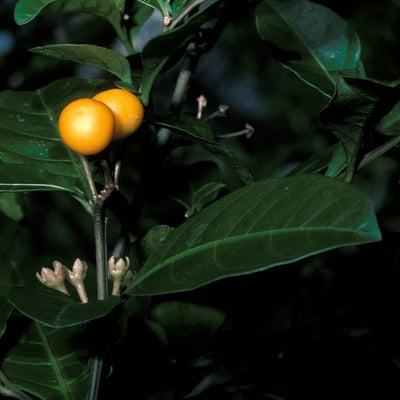 Solanum diphyllum — flower