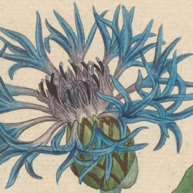 Centaurea montana