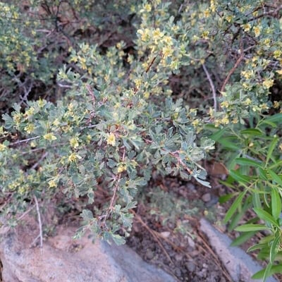 Purshia tridentata — flower
