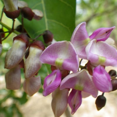Pongamia pinnata — flower