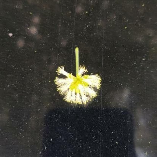 Pithecellobium dulce — flower