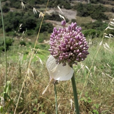 Allium ampeloprasum — flower