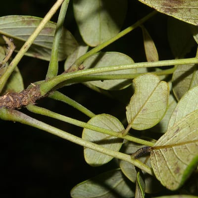 Senna atomaria — leaf