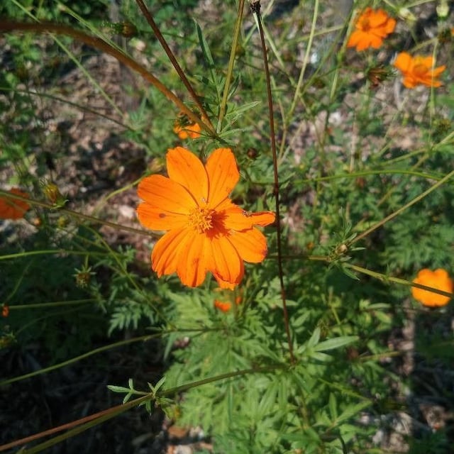 Cosmos sulphureus — flower