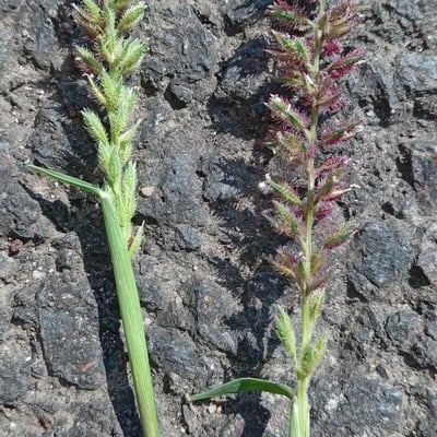 Tragus racemosus — flower