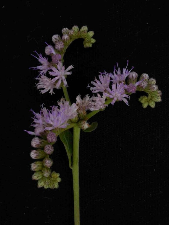 Cyrtocymura scorpioides