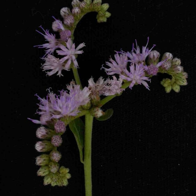 Cyrtocymura scorpioides — flower