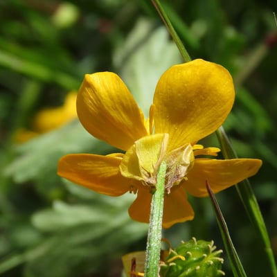 Ranunculus sardous — flower