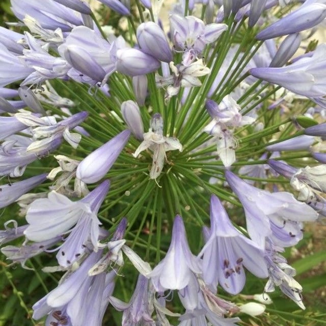Agapanthus praecox — flower