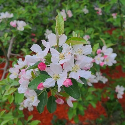Malus sylvestris — flower