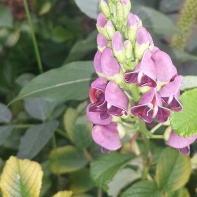 Apios americana — flower