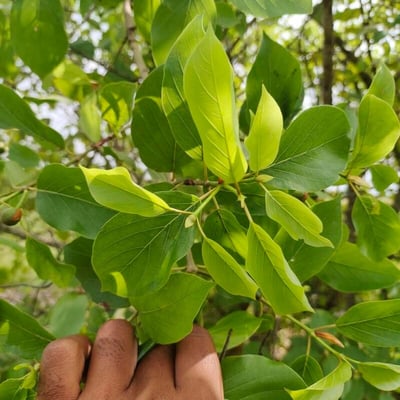 Mitragyna inermis — leaf