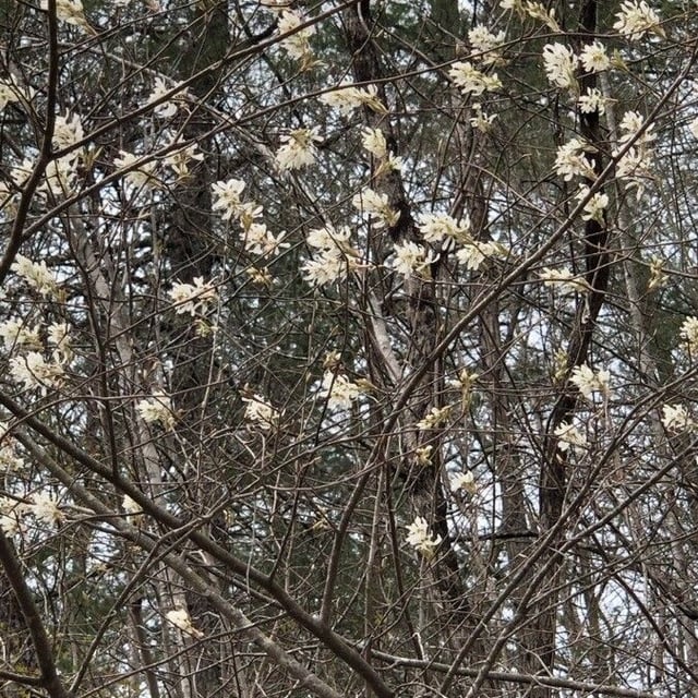 Amelanchier arborea — flower