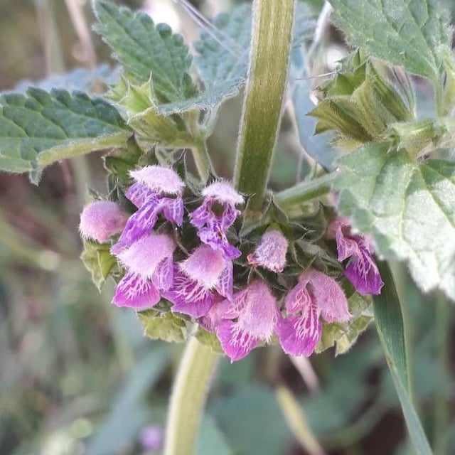Ballota nigra — flower