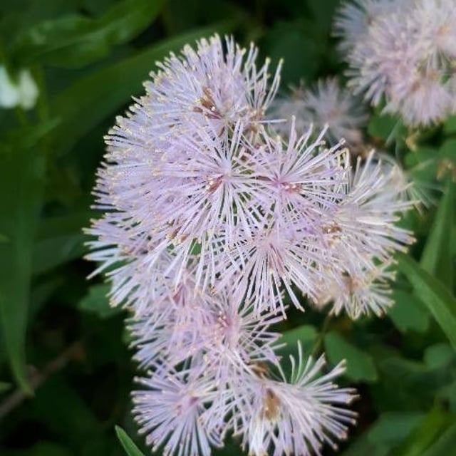 Thalictrum aquilegiifolium — flower