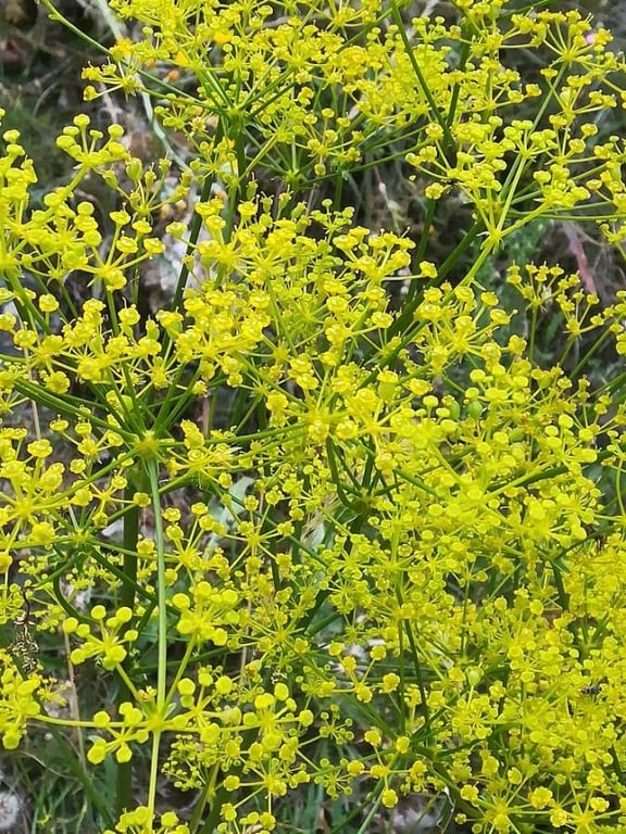 Thapsia