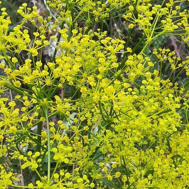 Thapsia villosa — flower