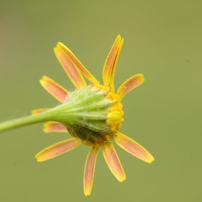 Senecio lividus — flower