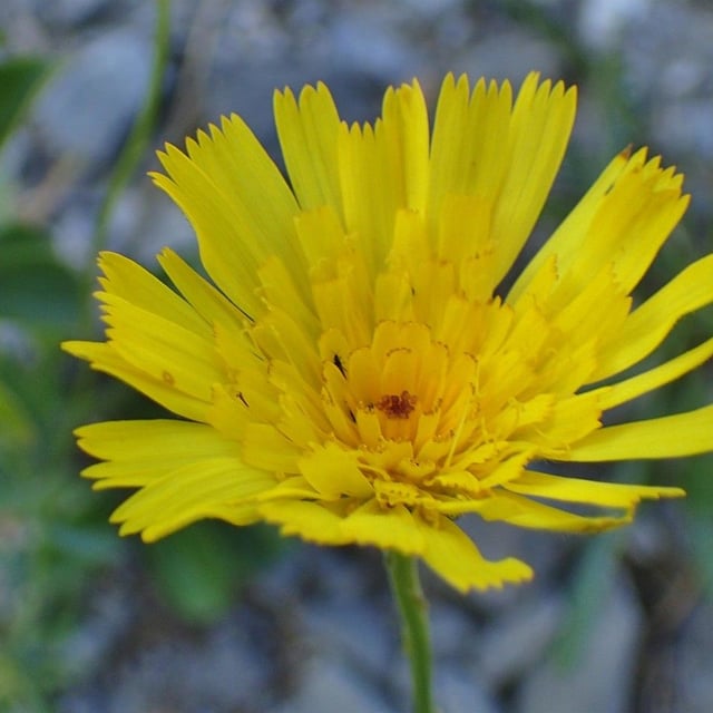 Tolpis staticifolia — flower