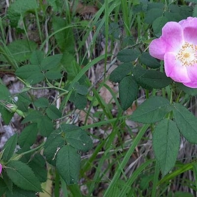 Rosa carolina — flower