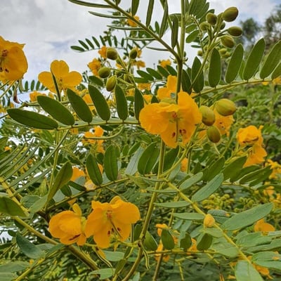 Senna multiglandulosa — flower