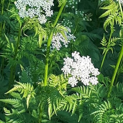 Chaerophyllum aureum — flower