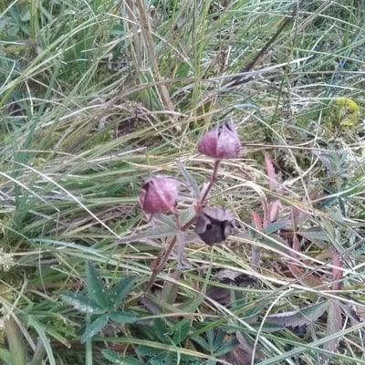 Comarum palustre — flower