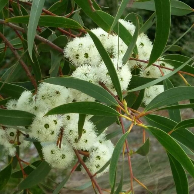 Eucalyptus microcarpa — flower