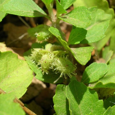 Acanthospermum australe — flower