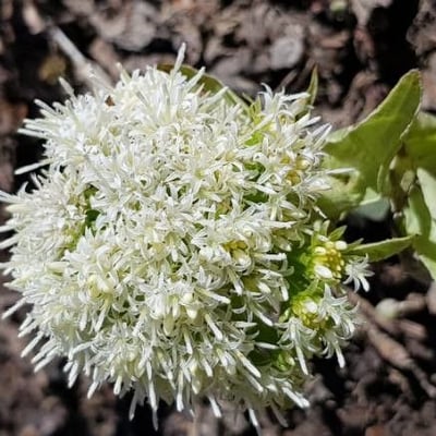 Petasites albus — flower