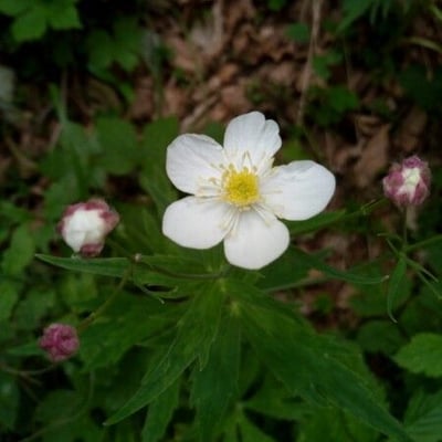 Ranunculus aconitifolius — flower