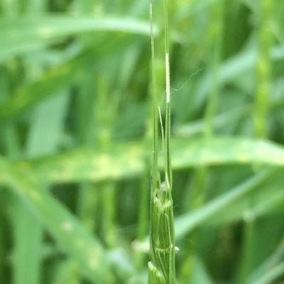 Aegilops tauschii — flower
