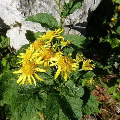 Jacobaea alpina — flower