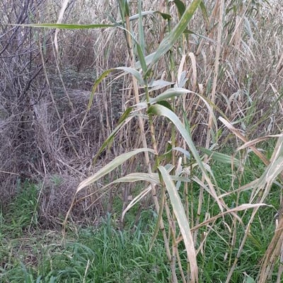 Festuca halleri — leaf
