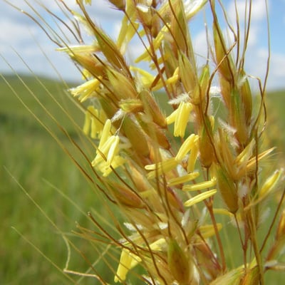 Sorghastrum nutans — flower