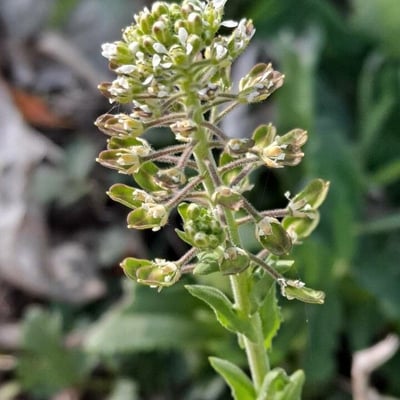 Lepidium campestre — flower