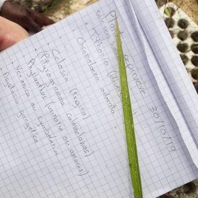 Rottboellia cochinchinensis — leaf