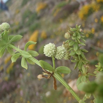 Galium verrucosum — flower