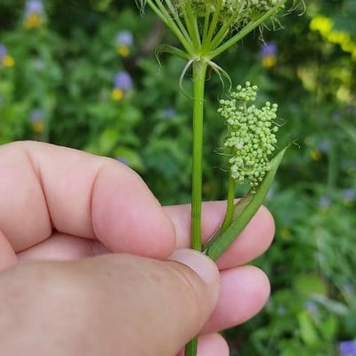Peucedanum cervaria — flower