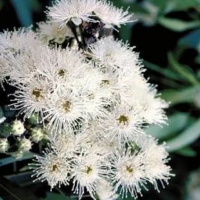 Angophora floribunda — flower