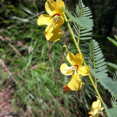 Chamaecrista fasciculata — flower