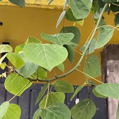 Erythrina americana — leaf