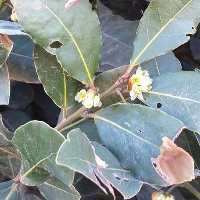 Laurus nobilis — flower
