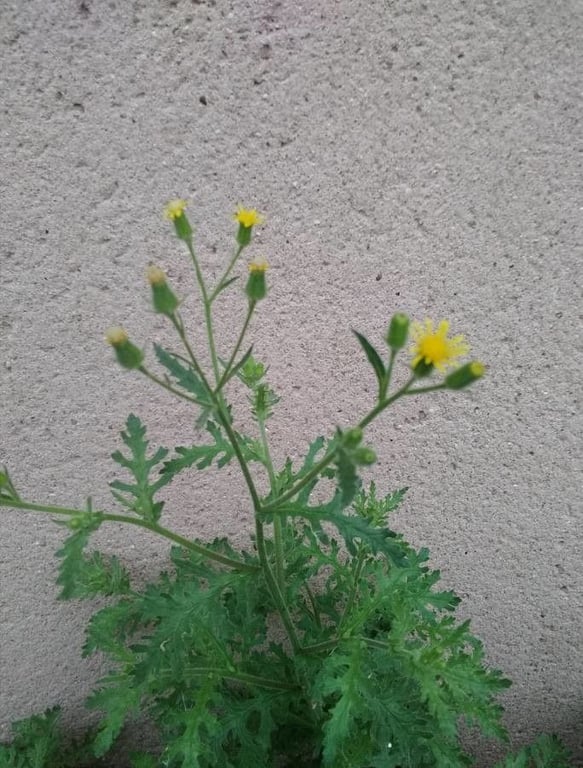 Sticky groundsel