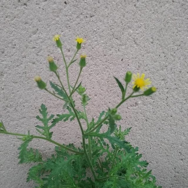 Senecio viscosus — flower