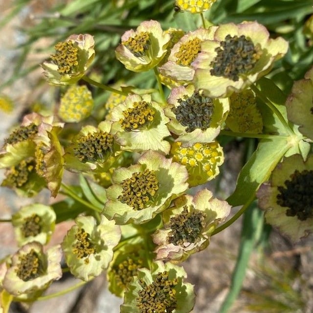 Bupleurum stellatum — flower