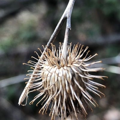 Arctium nemorosum — flower
